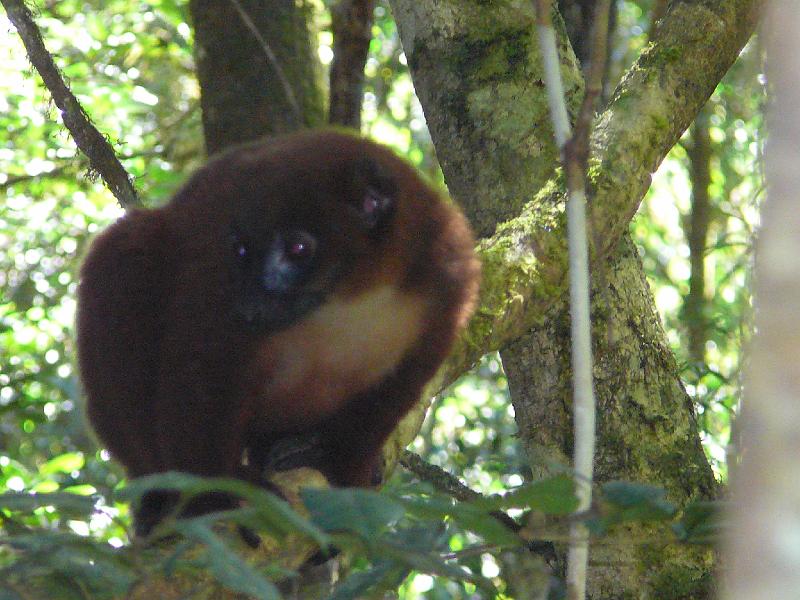 021 Red Bellied Lemur female